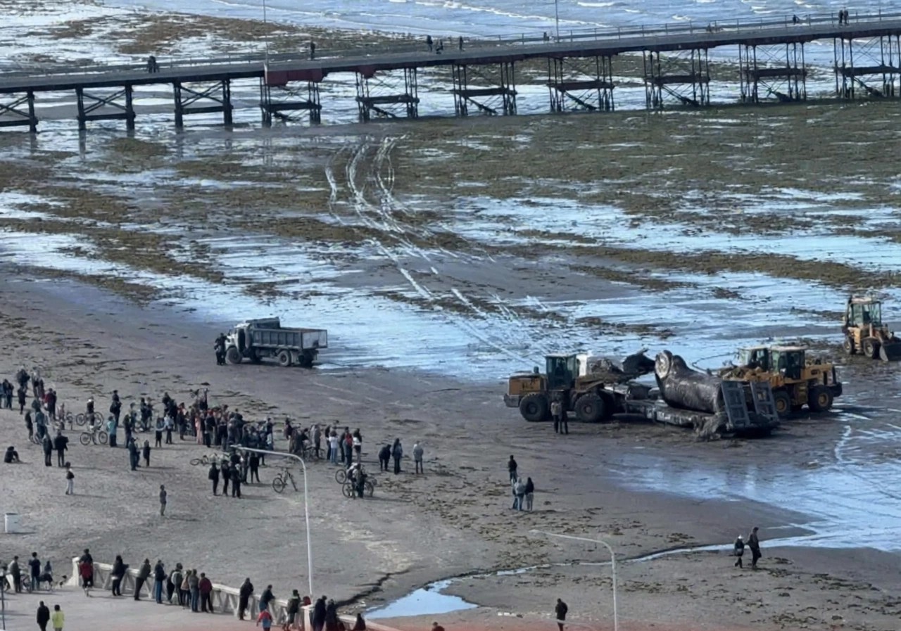 EMERGENCIA AMBIENTAL EN EL GOLFO NUEVO: YA SON MÁS DE 70 BALLENAS MUERTAS Y MÁS DE 20 AVES MARINAS EN PUERTO MADRYN